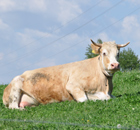 Milch ist das weiße Gold, ist das Leben für weiß-blau Milch ist das weiße Gold, ist das Leben für weiß-blau
